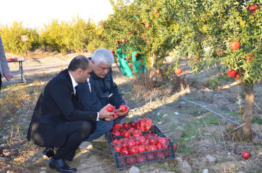 İcra başçısı sahibkara məxsus nar bağına baxış keçirib