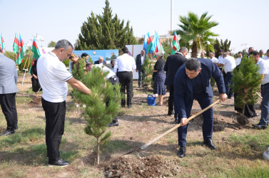 Kürdəmir rayonunda “27 sentyabr – Anım Günü” və “Şəhərsalma və Memarlıq İli” çərçivəsində ağacəkmə aksiyası keçirilib