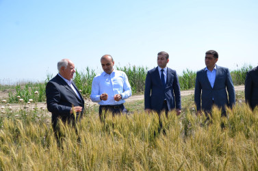 İcra başçısı Qarasaqqal kəndində əkilmiş toxumluq buğda sahəsinə baxış keçirib