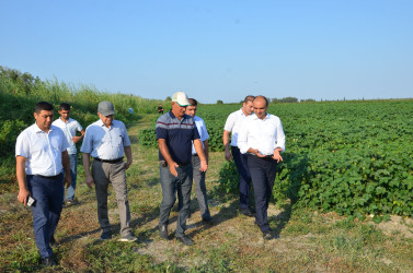 Muradxan kəndində yerləşən pambıq sahəsinə baxış keçirilib