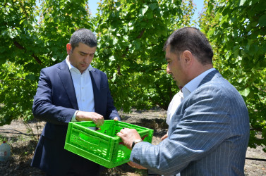 İcra başçısı Muradxan kəndində meyvə bağına baxış keçirib.