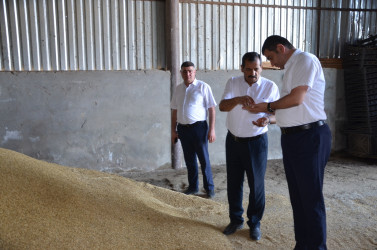 Kürdəmir Rayon İcra Hakimiyyəti başçısı günəbaxan sahəsinə və taxıl anbarına baxış keçirib.