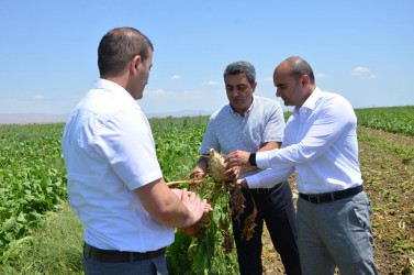 Kürdəmir Rayon İcra Hakimiyyətinin başçısı Elxan İbrahimov "Kürdəmir Süd Emalı Zavodu" MMC-yə məxsus pomidor, qarğıdalı və şəkər çuğunduru sahələrinə baxış keçirib.