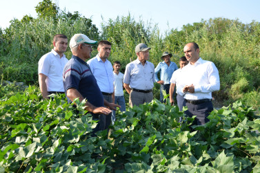 Muradxan kəndində yerləşən pambıq sahəsinə baxış keçirilib