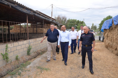 Kürdəmir Rayon İcra Hakimiyyətinin başçısı Elxan İbrahimov Çərtəyəz kənd sakini Mürvət Ağayevə məxsus təsərrüfatla tanış olub.
