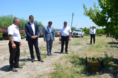 İcra başçısı Muradxan kəndində meyvə bağına baxış keçirib.