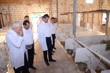 Kürdəmir Rayon İcra Hakimiyyəti başçısı heyvandarlıq kompleksinə baxış keçirib.