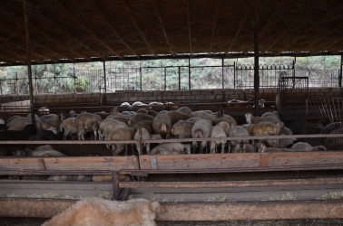 Kürdəmir Rayon İcra Hakimiyyətinin başçısı Elxan İbrahimov Çərtəyəz kənd sakini Mürvət Ağayevə məxsus təsərrüfatla tanış olub.