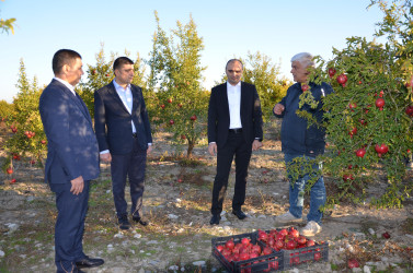 İcra başçısı sahibkara məxsus nar bağına baxış keçirib