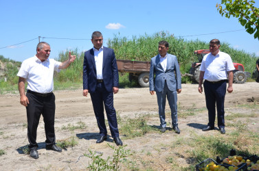 İcra başçısı Muradxan kəndində meyvə bağına baxış keçirib.