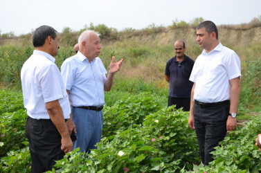 Kürdəmir rayonunun icra başçısı pambıq sahəsinə baxış keçirilib.
