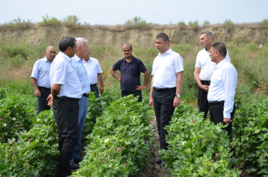 Kürdəmir rayonunun icra başçısı pambıq sahəsinə baxış keçirilib.