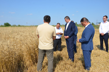 İcra başçısı taxıl biçini tanış olub.