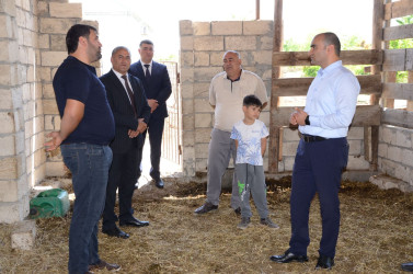 İcra başçısı Xəlsə kənd sakini Əhməd İbrəhimliyə məxsus həyətyanı sahədə yaradılmış heyvandarlıq təsərrüfatı ilə tanış olub.