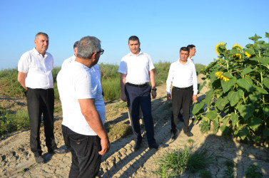 Kürdəmir Rayon İcra Hakimiyyəti başçısı günəbaxan sahəsinə və taxıl anbarına baxış keçirib.