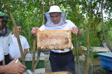 İcra başçısı arıçılıq təsərrüfatı ilə tanış olub.
