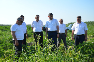 Kürdəmir Rayon İcra Hakimiyyəti başçısı bostan sahələrinə baxış keçirib.
