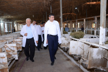 Kürdəmir Rayon İcra Hakimiyyəti başçısı heyvandarlıq kompleksinə baxış keçirib.