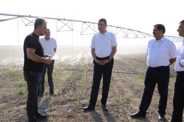 Kürdəmir Rayon İcra Hakimiyyəti başçısı müasir suvarma sistemləri ilə təchiz olunmuş torpaq sahəsinə baxış keçirib.
