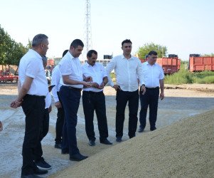 Kürdəmir Rayon İcra Hakimiyyəti başçısı günəbaxan sahəsinə və taxıl anbarına baxış keçirib.