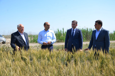 İcra başçısı Qarasaqqal kəndində əkilmiş toxumluq buğda sahəsinə baxış keçirib