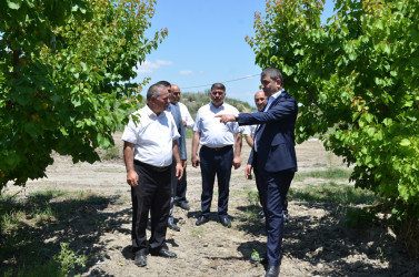 İcra başçısı Muradxan kəndində meyvə bağına baxış keçirib.